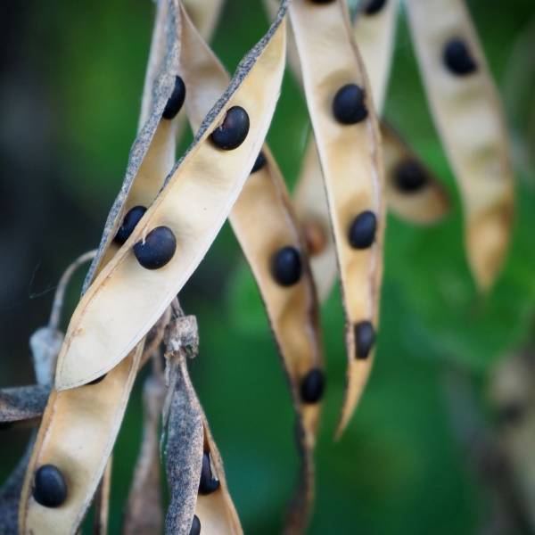 seeds